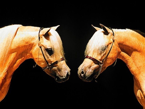 الفرق بين الحصان والبغل والحمار 0008-1