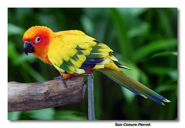 انواع الببغاء  12-sun-conure-parrot-6-hxli9sjo-sunconure_600