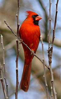 طائر الكاردينال.. طائر الكاردينال بالصور.. تعرف على طائر الكاردينال.. طيور جميلة..  200px-northern_cardinal_male-27527-3
