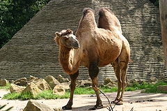 الجمل 240px-bactrian_camel