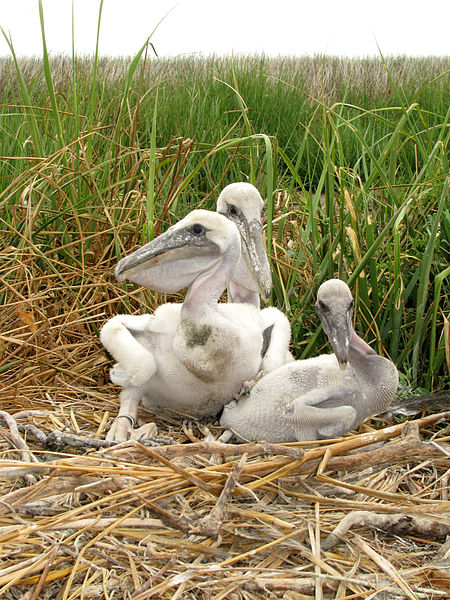 البجعة (Pelican) 450px-pelecanus_occidentalis_-chesapeake_bay_maryland_usa_-chicks_in_nest-8