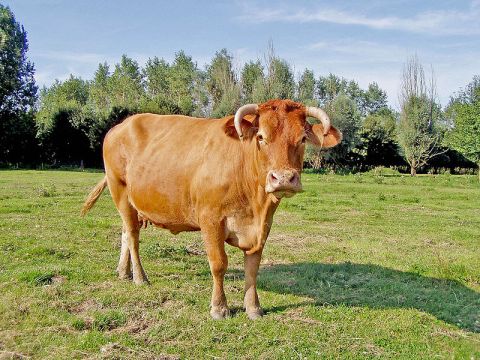انواع البقر فى العالم 800px-cow_oostvaardersplassen
