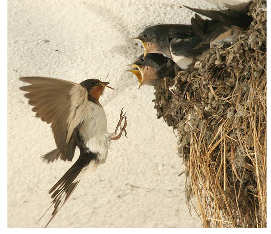 الخطاف الخطاف أكثر أنواع السنونو انتشارا في العالم. وهو من الجواثم مع رداء أزرق وذيل مثل المقص وجناحين حادين. يوجد في أوروبا وإفريقيا وآسيا والأمريكيتين. ويقال أن أسرع الطيور هو الخطاف ذو الحلق الأسمر ويطير بسرعة 350 كم في الساعة  Barn-swallow-10
