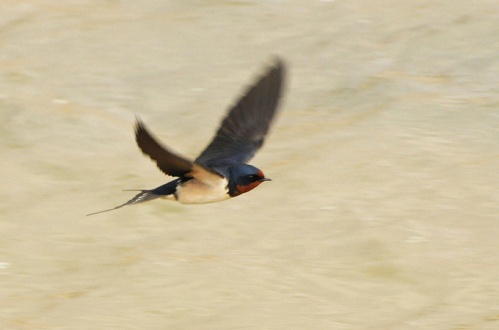 الخطاف الخطاف أكثر أنواع السنونو انتشارا في العالم. وهو من الجواثم مع رداء أزرق وذيل مثل المقص وجناحين حادين. يوجد في أوروبا وإفريقيا وآسيا والأمريكيتين. ويقال أن أسرع الطيور هو الخطاف ذو الحلق الأسمر ويطير بسرعة 350 كم في الساعة  Barn-swallow_bh