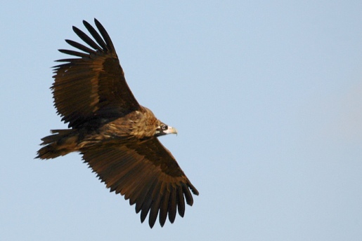 انواع النسور Cinereous-vulture-in-flight-cheorwon_rl1