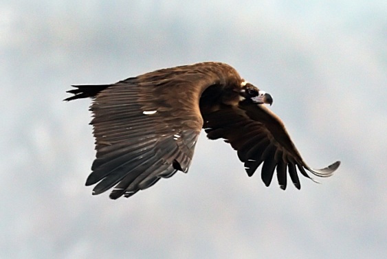انواع النسور Cinereous-vulture_rn