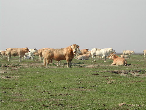 انواع البقر فى العالم D8a7d8a8d982d8a7d8b1