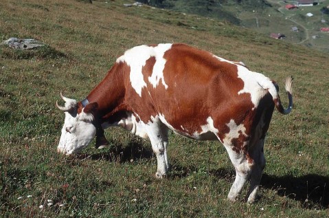 انواع البقر فى العالم D8a8d982d8b1