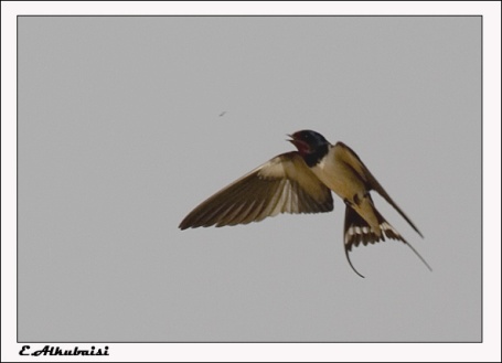 طيور السنونو..طائر السنونو الخطاف..طائر الخطاف بالصور..تعرف على طائر الخطاف..معلومات  D8b3d986d988d986d9881