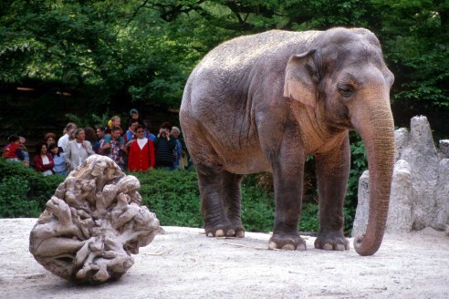 الفيل Elephant-y83h