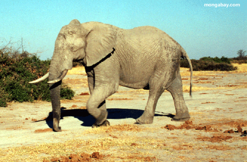 الفيل Elephant_02