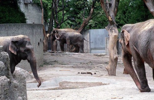 الفيل Elephant_animal_photo