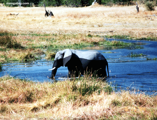 الفيل Elephant_water
