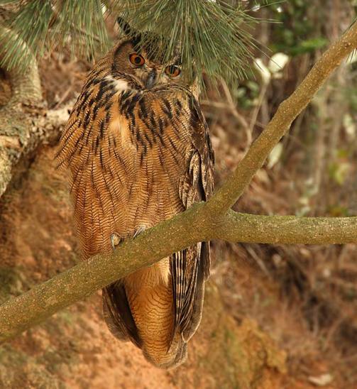 معلومات عن البوم Eurasian-eagle-owl_rn