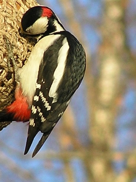  تقرير كامل ...نقار الخشب....!!! Greater-spotted-woodpecker