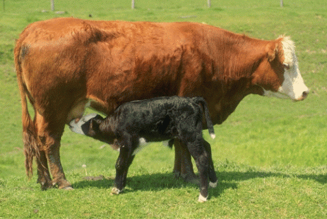 انواع البقر فى العالم Image2931
