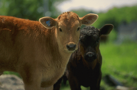 انواع البقر فى العالم Image2952