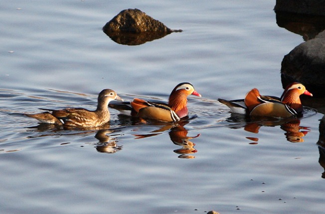  انواع طيور البط Mandarin-duck_jb-01