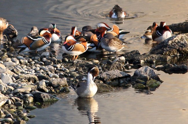  انواع طيور البط Mandarin-duck_jb-02