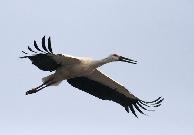 oriental-white-stork