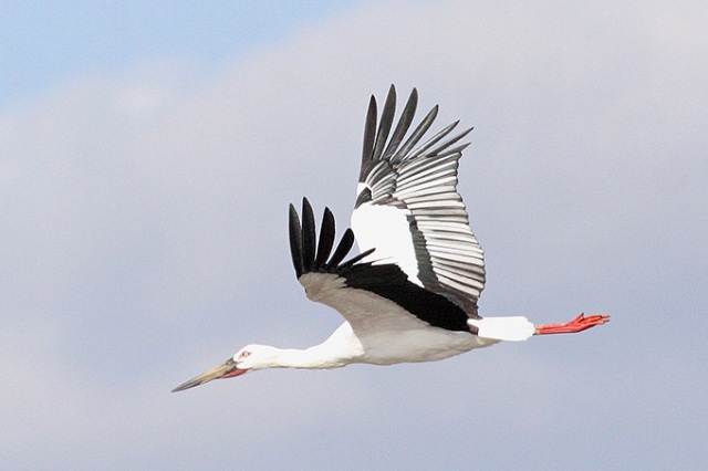 oriental-white-stork