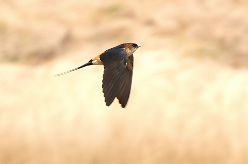 الخطاف الخطاف أكثر أنواع السنونو انتشارا في العالم. وهو من الجواثم مع رداء أزرق وذيل مثل المقص وجناحين حادين. يوجد في أوروبا وإفريقيا وآسيا والأمريكيتين. ويقال أن أسرع الطيور هو الخطاف ذو الحلق الأسمر ويطير بسرعة 350 كم في الساعة  Red-rumped-swallow_bh-01