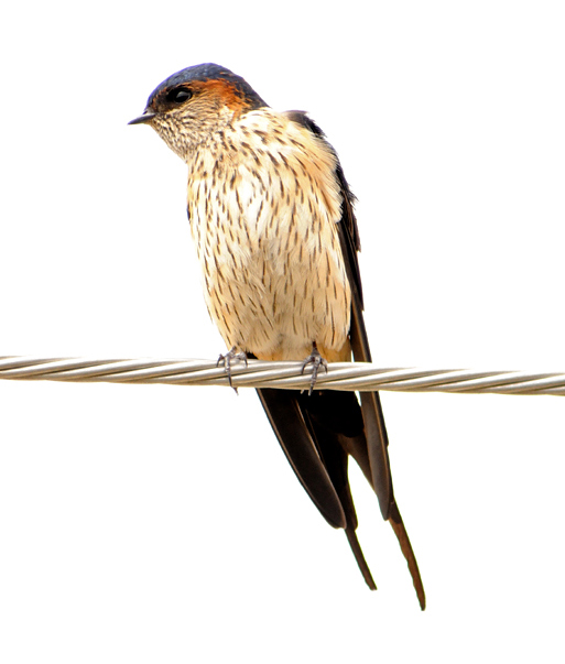الخطاف الخطاف أكثر أنواع السنونو انتشارا في العالم. وهو من الجواثم مع رداء أزرق وذيل مثل المقص وجناحين حادين. يوجد في أوروبا وإفريقيا وآسيا والأمريكيتين. ويقال أن أسرع الطيور هو الخطاف ذو الحلق الأسمر ويطير بسرعة 350 كم في الساعة  Red-rumped-swallow_bh-02
