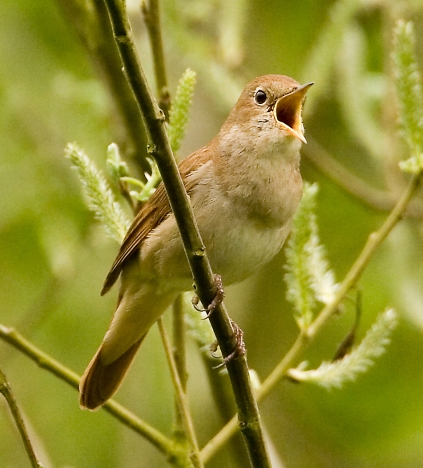 طيور العندليب Singing-nightingale