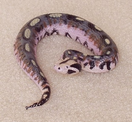 الأفاعي Snake-gaboon-viper-plastic-f986