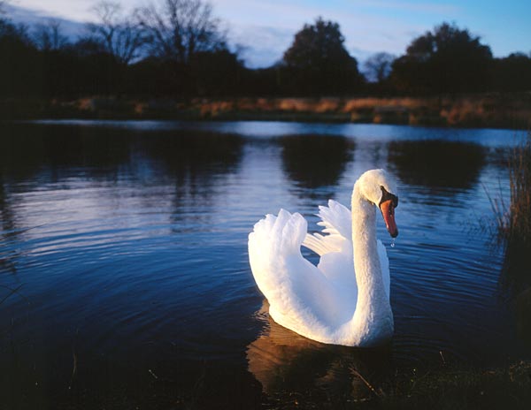 معلومات قيمه ومناظر رائعه للبجع Swan