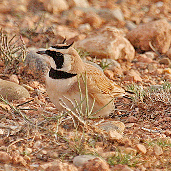 طائر القبرة أو الترغة Temmincks-horned-lark-morocco-2010