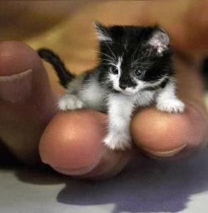اصغر قطة في العالم D8a3d8b5d8bad8b1d982d8b7d981d98ad8a7d984d8b9d8a7d984d985
