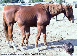 أضخم الحيوانات في العالم: Horse6