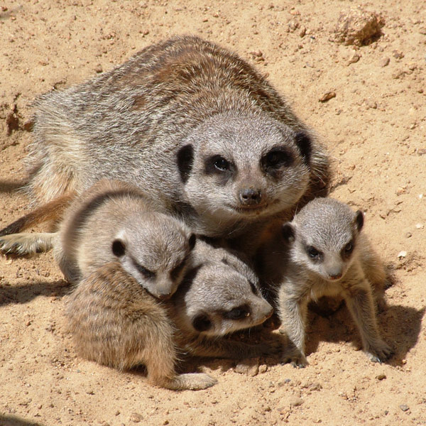 slender-tailed-meerkat3.jpg