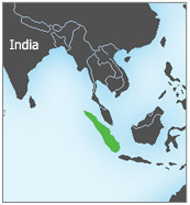 القرود والطبيعة Sumatra1