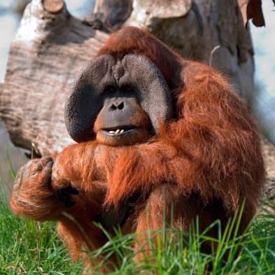 انسان الغاب Sumatran-orangutan