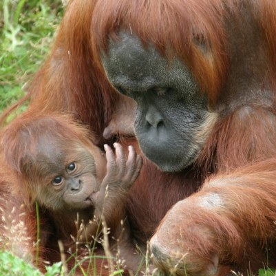 إنسان الغاب - حيوان مهدد بالإنقراض(تقرير مصور) Sumatran-orangutan2