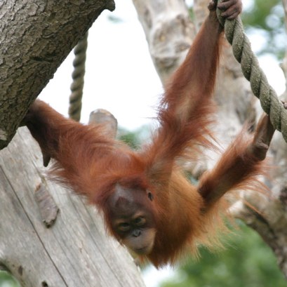 إنسان الغاب - حيوان مهدد بالإنقراض(تقرير مصور) Sumatran-orangutan3