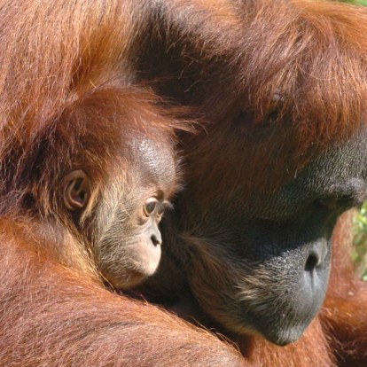 إنسان الغاب - حيوان مهدد بالإنقراض(تقرير مصور) Sumatran-orangutan4
