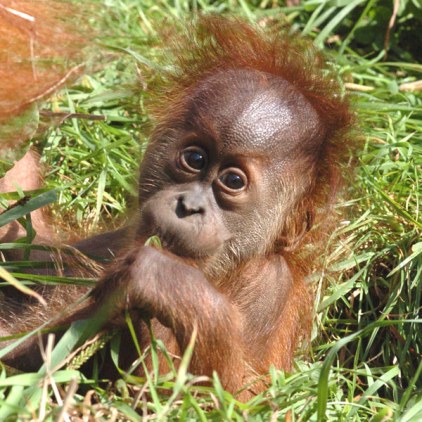 إنسان الغاب - حيوان مهدد بالإنقراض(تقرير مصور) Sumatran-orangutan5