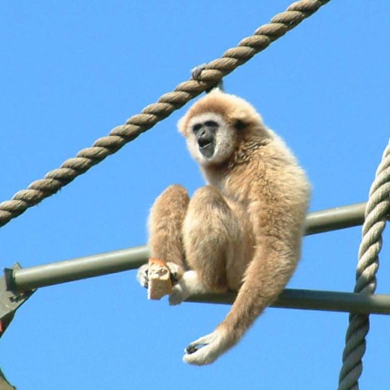 القرود والطبيعة White-handed-gibbon3