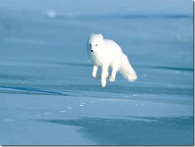 ذئب القطب الشمالي - صور ذئاب القطب الشمالي - صور ذئب القطب الشمالي