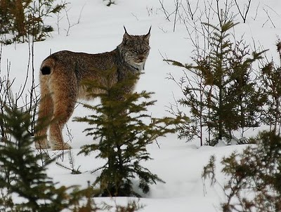 الحيوانات الفريدة في الحياة البرية  Lynx-d8a7d984d988d8b4d982-3