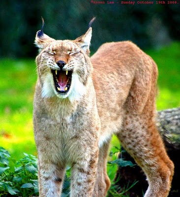 الحيوانات الفريدة في الحياة البرية  Lynx2lynx-d8a7d984d988d8b4d982