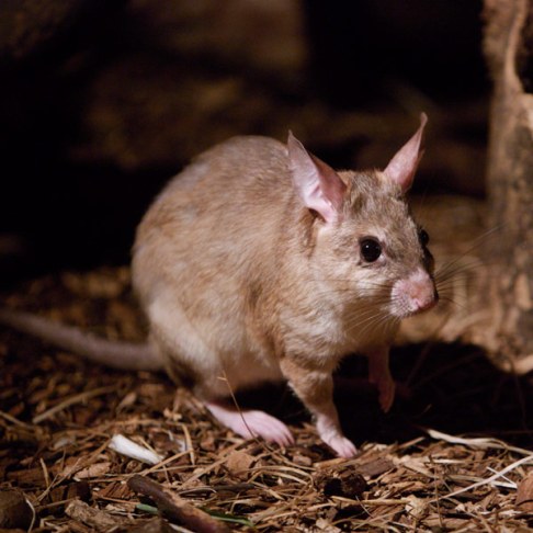  الفئران القافزة العملاقة في مدغشقر Madagascan-giant-jumping-rat1