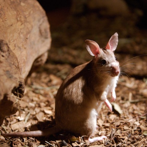  الفئران القافزة العملاقة في مدغشقر Madagascan-giant-jumping-rat2