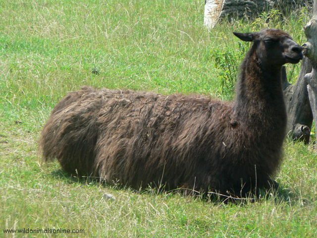 حيوان اللاما Llama-lamaglama
