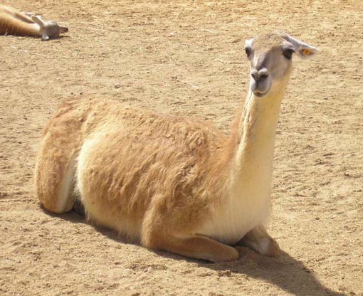 حيوان اللاما Llama-picture-photo-large