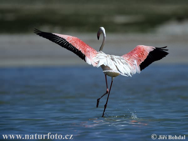 لوحة من إبداع الخالق سبحانه Greater-flamingo-681