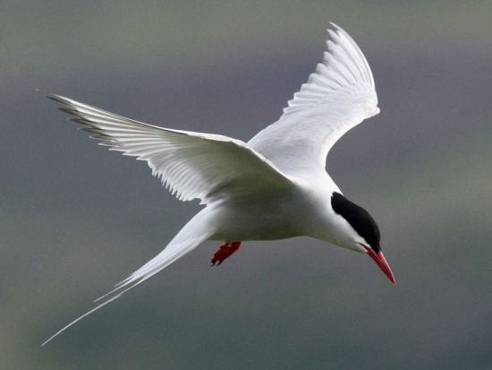 سبحان الله ما ابدع خلقه... طيور الشاطىء Arctic-tern